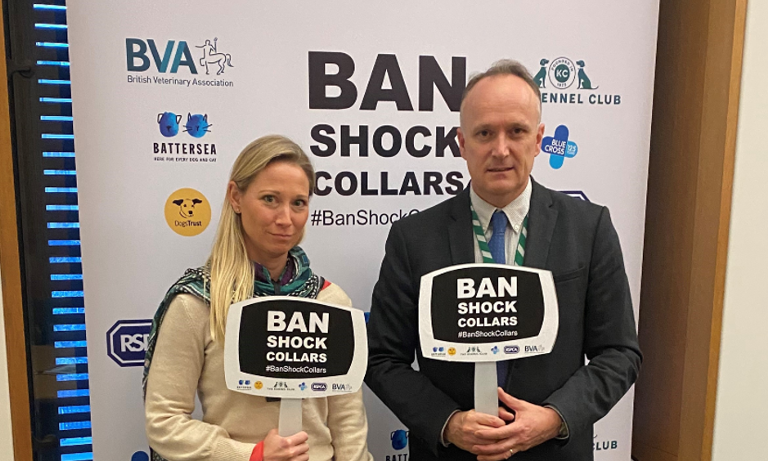 BVA presses Government to deliver on commitment to ban cruel shock collars without delay Image