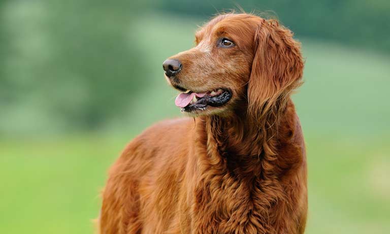 Which dog breeds are most commonly affected by hip dysplasia? Image