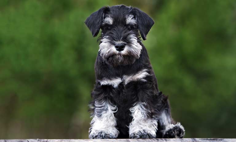 Which dog breeds are commonly at risk of eye disease? Image