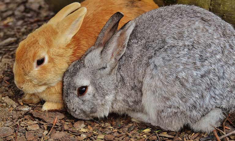 red and grey rabbits