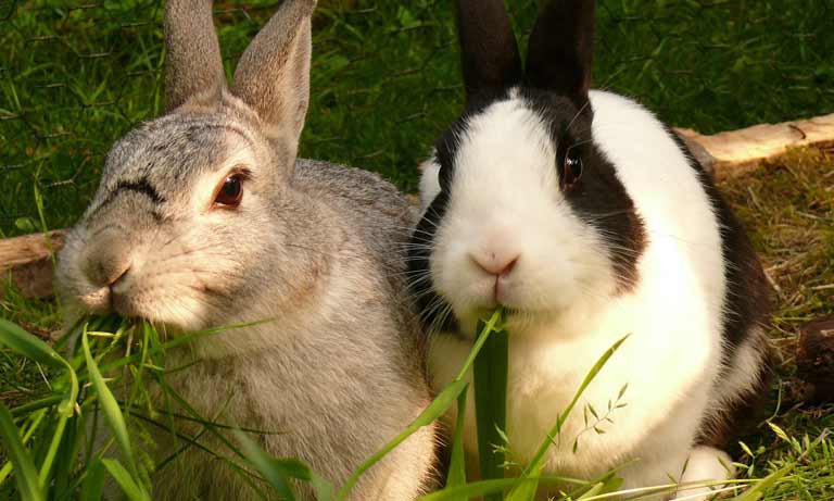 pair of rabbits