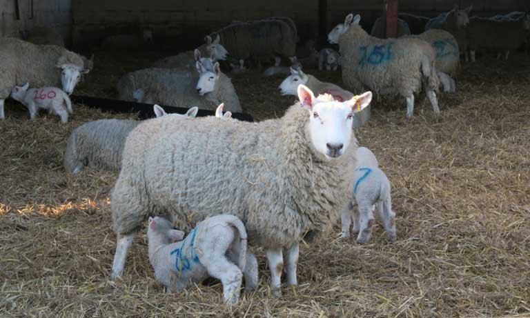 BVA responds to Government backing for new livestock worrying bill Listing Image