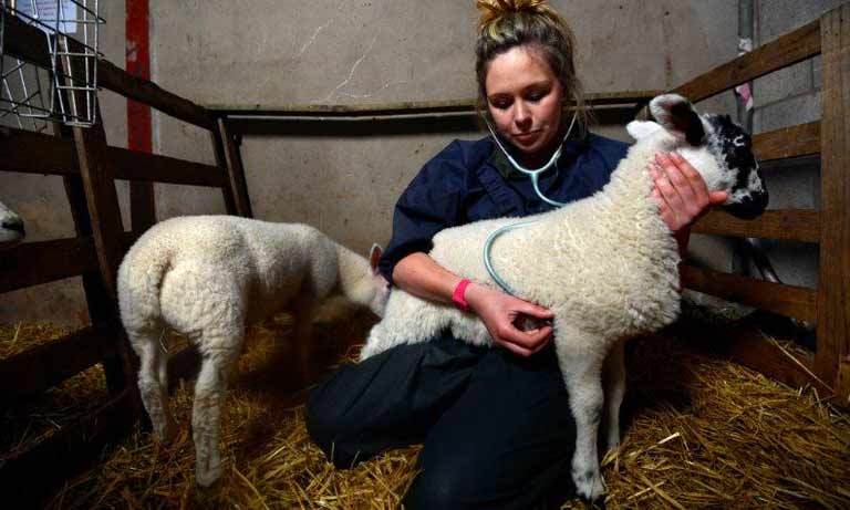 Vet with sheep