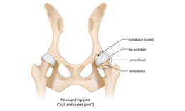 Parts of the hip Image