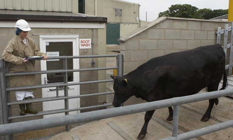 cow being checked by vet for transport