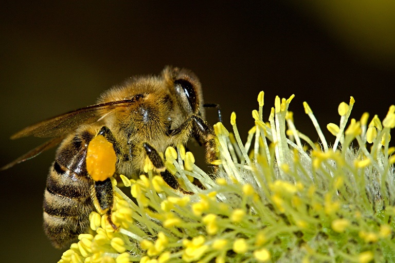 Bee the change: Veterinary practices taking the lead in protecting honeybees  Image