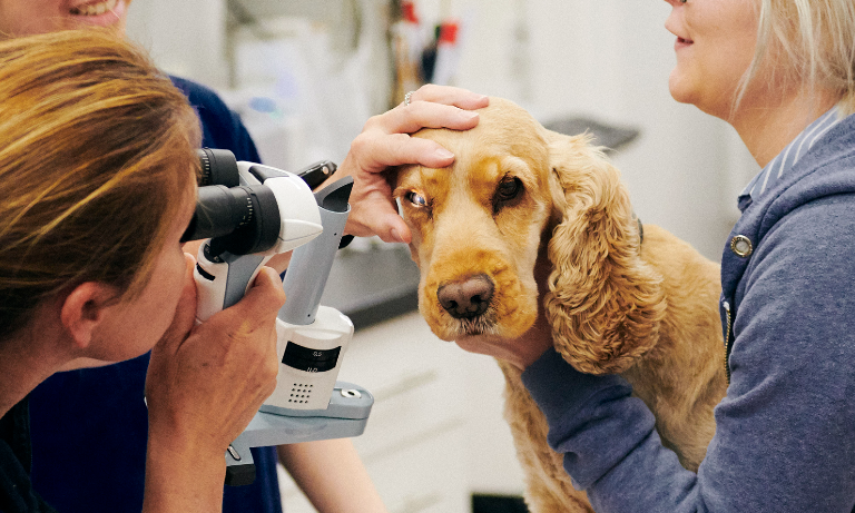 British Veterinary Association backs profession over fees for highly skilled care, but says transparency is key Image