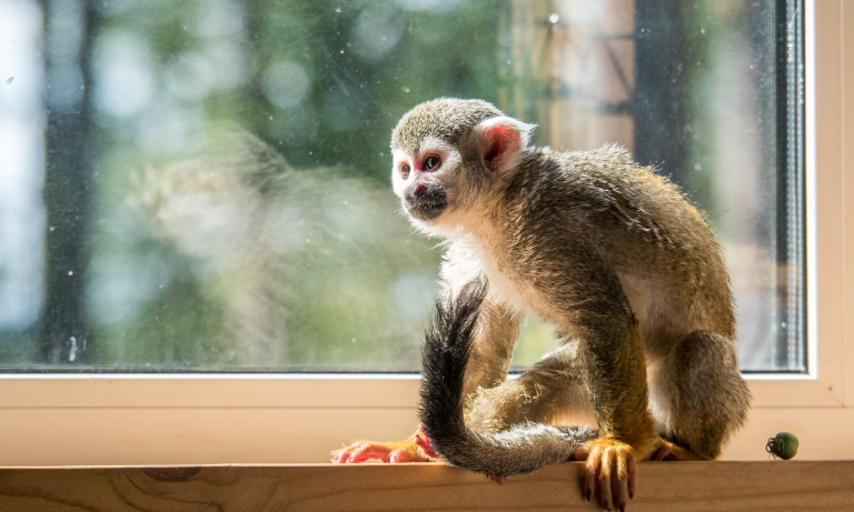 New legislation regulating primate pets is ‘a step in the right direction’ Image