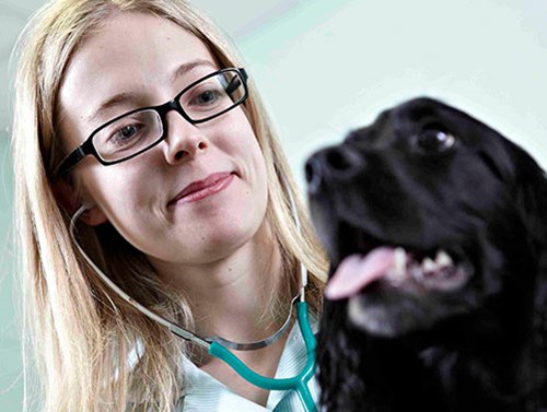 vet and dog