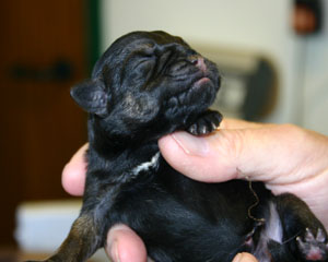 Newborn puppy (main)