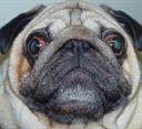 pug eye test CHS