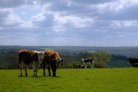 BVD in Wales