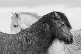 Pair of wild ponies by Steve Ashman