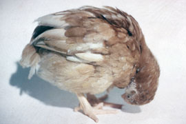 Newcastle disease