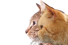 International cat day