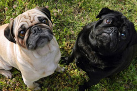 Two pugs blog