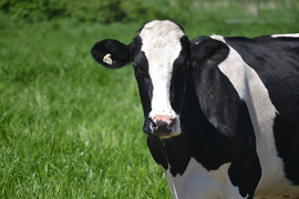 Bovine fertility