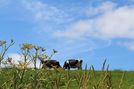 Northern ireland cows