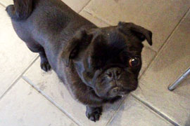 Poppy pug