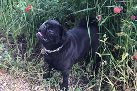 Poppy pug in flowers