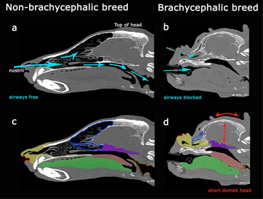 Brachy vs non brachy