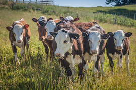 Colostrum - cows