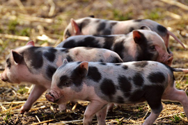 Piglets and farming