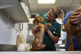 Veterinary dental companion animal
