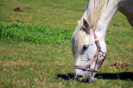 Horse equine blog