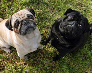 Pugs sitting on grass (main)