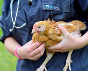 Chicken held by vet (main)