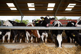 cows in the shed