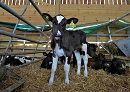 Calf in a barn