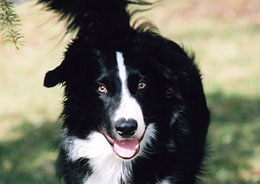 Border collie