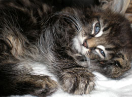 Cat lying down
