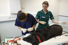 Dog under anaesthetic