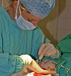 Vet operating on a dog