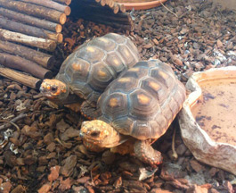 tortoises in lincoln jan 16