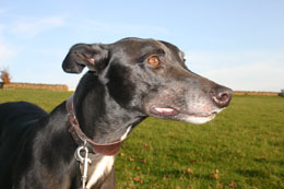 Greyhound looking out on a field