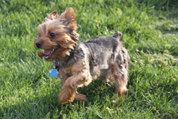 Yorkshire terrier running in a field