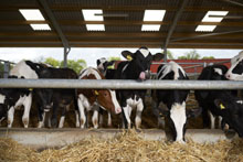 Cattle on a dairy farm