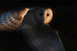 Owl David Tipling