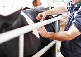 Vet administering an injection to a cow