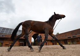 Vet exercising a horse