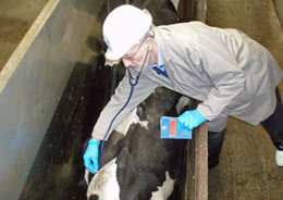 OV examines a cow