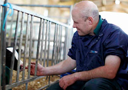 Vet attending a calf