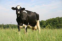 Cow in a field