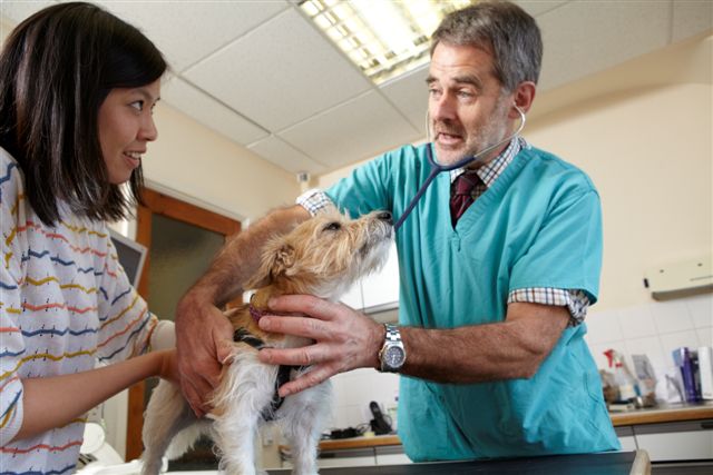 vet-with-client-and-dog