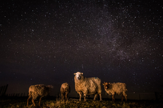 Rare sheep - photo comp blog