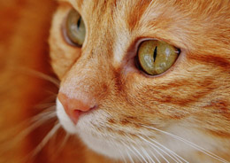 Ginger cat